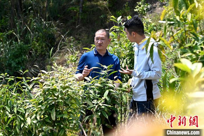 張高漢向參訪者介紹金花茶種植情況。　張金川 攝