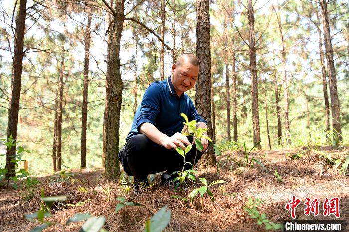 張高漢查看在松樹林下剛套種不久清明茶的生長情況?！埥鸫?攝